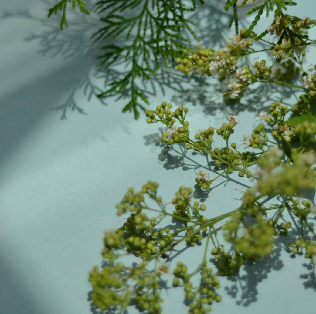 拾彩計畫：歸來與再相遇 精選圖片